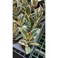ราคา ยางด่างขาว หรือ ยางอินเดียด่างขาว (Ficus elastica 'Variegata') กระถาง3ต้น5นิ้ว (1732256322753496383)