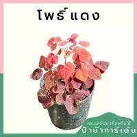 ราคา โพธิ์แดงแคระ (Euphorbia cotinifolia) กระถาง 4 นิ้ว สินค้าที่ขายดีที่สุดของเดือนนี้ (1732286243834922301)