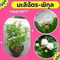 ราคา ขายดี ต้นมะลิฉัตร-พิกุล #มะลิ กระถาง11"️ทักแชทก่อนการสั่งซื้อ (1732270060981487356)