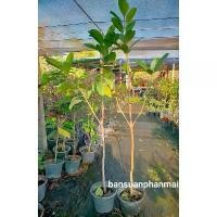 ราคา สินค้าดี ต้นแก้วมุกดา ต้นกิ่งตอน สูง 1.3-1.4 เมตร กระถาง 10 นิ้ว (1732249238020392700)