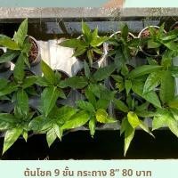 ราคา มีบริการเก็บปลายทาง ขายร้อน ต้นโชคเก้าชั้น โชค 9 ชั้นหน้าวัวใบ กระถาง 8 นิ้ว ต้นไม้โชว์ใบ ส่งทั้งกระถาง ฟอร์มสวย แพ๊คอย่างดี (1732770418808948576)