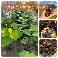 ราคา ต้นมะเดื่อฝรั่งอิรักกี้ กระถาง8นิ้ว ตอนกิ่งสูง50cm (1731807811043559786)