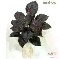 ราคา ต้นมหาอำนาจ +กระถาง +ขาไม้สนนอก (รุ่นสูง 1 เมตร) **มีโฟมและหินขาวในชุด** l ต้นไม้ปลอมพร้อมกระถางและขาไม้สน (1730207017347549636)