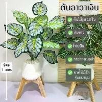 ราคา ต้นลาวาเงิน +กระถาง +ขาแมงมุมไม้สัก (รุ่นสูง 1 เมตร) **มีโฟมและหินขาวในชุด** l ต้นไม้ปลอมพร้อมกระถางและขาไม้สัก (1729666378828384708)