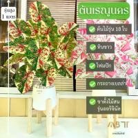 ราคา ต้นเรณูนคร +กระถาง +ขาไม้สนนอก (รุ่นสูง 1 เมตร) **มีโฟมและหินขาวในชุด** l ต้นไม้ปลอมพร้อมกระถางและขาไม้สน (1729790895589067204)