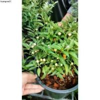 ราคา ขายร้อน พริกประดับเม็ดกลม กระถาง5-6นิ้ว สวยเผ็ดเด็ดได้ พริกตุ้ม (1732237751138223123)