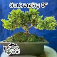 ราคา แนะนำ (รหัส O) ต้นม่วงเจริญ หรือหลินซามแคระ กระถาง 9" บอนไซ ไม้จิ๋ว ได้ทั้งกระถาง (1732185738505061606)