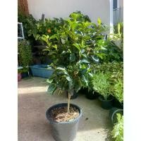 ราคา ต้นจำปีแขก#ต้นใหญ่ สูง 60CM+#กระถาง 10 นิ้ว คําแนะนําการขายที่ร้อนแรงในเดือนนี้ (1732409739325244858)