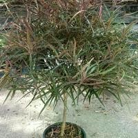 ราคา หูกระจงแดง กระถาง 11 นิ้ว ต้นใหญ่สวย และแข็งแรง (กทม) (1731526732977505294)