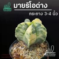 ราคา [พร้อมส่ง] สวนขายเอง!แอสโตรมายริโอด่าง Astrophytum myriostigma variegated กระถาง 3 นิ้ว แคคตัสสวยๆ กระบองเพชร ต้นไม้ประดับ อวบน้ำ (1732260321343145465)