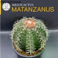 ราคา Melocactus matanzanus ไม้เมล็ด กระถาง 4 นิ้ว มีเซปแล้ว (1732240510200087918)