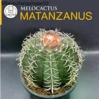 ราคา Melocactus matanzanus ไม้เมล็ด กระถาง 4 นิ้ว มีเซปแล้ว (1732240893018146667)