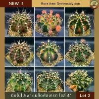 ราคา [NEW!! Rare item] ยิมโนด่างคัดเกรดไซส์แม่พันธุ์ lot 2 กระถาง 4 นิ้ว ไม้เพาะเมล็ด ยิมโนคริสด่าง cactus กระบองเพชรคัดเกรด (1732152925137438313)