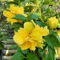 ราคา ขายดีประจำเดือนนี้ ต้นชบาเหลืองซ้อนโบราณ (พันธุ์เก่าหายาก) กระถาง 11 นิ้ว (1732381552597107731)