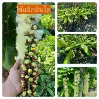 ราคา ต้นจิกอินโด ไม้มงคลน่าปลูก กระถาง6นิ้ว สูง50cm (1732064015006468458)