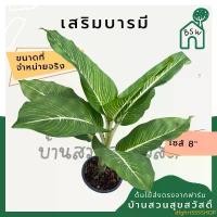 ราคา dfghrt555SHOP คลังสินค้า เสริมบารมี กระถาง 8 นิ้ว ต้นใหญ่ ต้นเสริมบารมี บารมีเศรษฐี บารมีมหาเศรษฐี มาในกระถางพร้อมตั้ง (1732499215610054360)