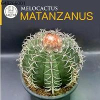 ราคา Melocactus matanzanus ไม้เมล็ด กระถาง 4 นิ้ว มีเซปแล้ว (1732218518871704794)