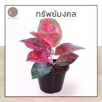 ราคา ต้นทรัพย์มงคล ต้นไม้มงคล ฟอกอากาศ กระถาง 5-6 นิ้ว ขายร้อน (1732251857419601818)