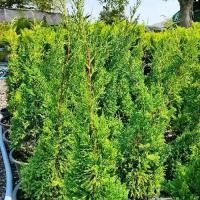 ราคา สนมังกร กระถาง 11 นิ้ว ต้นสวยและแข็งแรง (กทม) (1732003842388427790)