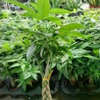 ราคา ต้นศุภโชคถักเปีย กระถาง2-3นิ้ว (1731251013436540615)