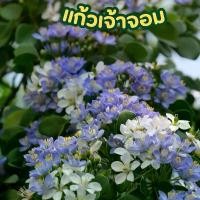 ราคา ต้นแก้วเจ้าจอม กระถาง12นิ้ว (1731872989346825784)