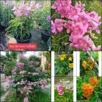 ราคา (1ต้น) ต้น ดอก ต้นทองอุไร ทองอุไร สี ชมพู เหลือง ส้ม มิกกี้เมาส์ แฮปปี้เนส กระถาง 11 นิ้ว / fadel (1729597192348010837)