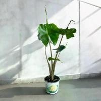 ราคา แนะนำ อโลคาเซีย สติงเรย์ (Alocasia Stingray) อโลคาเซีย หางกระเบน กระถาง 5 นิ้ว (1732002367638898631)