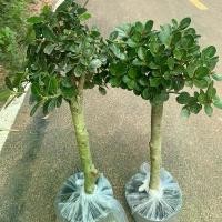 ราคา ต้นช้อนเงินช้อนทอง เป็นไม้มงคล ปลูกไว้ประดับบ้าน ปลูกแล้วรับทรัพย์เข้าบ้าน กระถาง 10 นิ้ว (1732616538842498779)