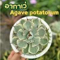 ราคา ต้นอากาเว่ ไม้เลี้ยงแดด มีอายุยืน กระถาง6นิ้ว (1731677185714259512)