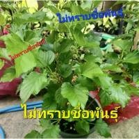 ราคา ขายร้อน *(พร้อมส่ง1-2วัน) ต้นหม่อน หรือมัลเบอรี่ กระถาง 11 นิ้ว(จัดส่ง1-2วัน) (1732381542369166629)