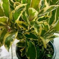 ราคา พิลังกาสาด่าง กระถาง11นิ้ว ไม้สมุนไพร (1732436848764552883)