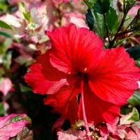 ราคา ชบาสามสี หรือชบาด่าง กระถาง 11 นิ้ว ต้นสวยและแข็งแรง (กทม) (1731653087746556942)