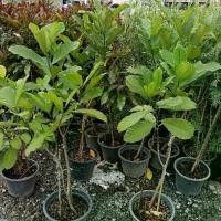 ราคา พุดเศรษฐีสยาม กระถาง 11 นิ้ว ต้นสวย (กทม) (1731674396215051278)