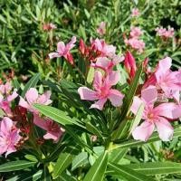 ราคา ยี่โถแคระสีชมพู กระถาง 11 นิ้ว ต้นสวยและแข็งแรง (กทม) (1731685954401240078)