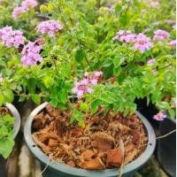 ราคา เทรลิ่ง ลาเวนเดอร์ Trailing Lavender กระถาง 11 นิ้ว ผกากรองหอม(กทม) (1731784314017908750)