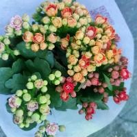 ราคา กุหลาบหินสามสีดอกซ้อน กระถาง8นิ้ว (1731255489469908679)