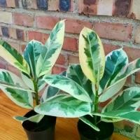 ราคา ต้นยาง, กระถาง, หลากสี, เพชรสีดำ, สีแดงที่มีสีสัน, ต้นยาง Guan Gong, ในร่ม, ดูดซับฟอร์มาลดีไฮด์, ดูแลง่าย, พืชกระถาง (1732537224553727719)