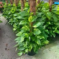 ราคา ต้นพลูด่าง-พลูทองเลื้อย#กระถาง 11-12 นิ้ว (1730308045155372012)