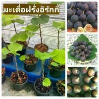ราคา ต้นมะเดื่อฝรั่งอิรักกี้ กระถาง 8 นิ้ว ต้นฟิกพร้อมกระถาง ต้นพันธุ์มะเดื่อฝรั่ง (1730712679959464298)