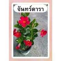 ราคา คลังสินค้า ต้นจันทร์ดารา จันดารา สีแดง ไม้เลื้อย เลี้ยงแดด กระถาง8นิ้ว (1732156647470040967)