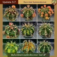 ราคา [Rare Item Update 5.7] ยิมโนด่างคัดเกรดไซส์แม่พันธุ์ ไม้เพาะเมล็ด กระถาง 4 นิ้ว ยิมโนคริสด่าง cactus กระบองเพชรคัดเกรด (1730556297424570985)