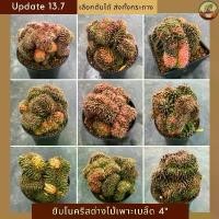 ราคา [Update 13.7] ยิมโนคริสด่างคัดเกรด Gymnocalycium Cristata กระถาง 4 นิ้ว ไม้เพาะเมล็ด cactus กระบองเพชรคัดเกรด (1732291060105972329)