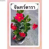 ราคา แนะนำ ต้นจันทร์ดารา จันดารา สีแดง ไม้เลื้อย เลี้ยงแดด กระถาง8นิ้ว (1732381670478415185)