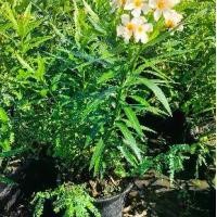 ราคา ยี่โถสีครีม กระถาง 11 นิ้ว ไม้กระถางต้นสวยและแข็งแรง (กทม) (1731437200354214926)