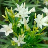 ราคา ยี่โถสีขาว กระถาง 11 นิ้ว ไม้กระถางต้นสวยและแข็งแรง (กทม) (1731458480922919950)