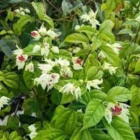 ราคา มังกรคาบแก้ว กระถาง 11 นิ้ว ต้นสวยและแข็งแรง (กทม) (1731676110210630670)