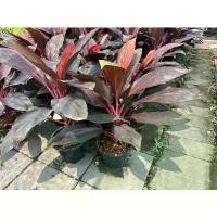 ราคา ต้นแดงทับทิมสยาม หรือ ต้นหมากผู้หมากเมีย กระถาง 11 นิ้ว ขายดีประจำเดือนนี้ (1731515308568054712)