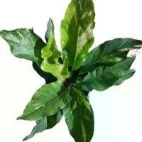 ราคา กระถาง โชคเก้าชั้นด่าง สาย 11 นิ้ว (1730256000950373106)