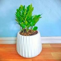 ราคา ต้นกวักมรกต ไม้ฟอกอากาศ จำนวน1 กระถาง (1731625121275480440)