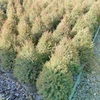 ราคา ต้นสนหอม สนไล่ยุง**พุ่มแน่น** สวย กระถาง 11 นิ้ว (1732044340923106914)